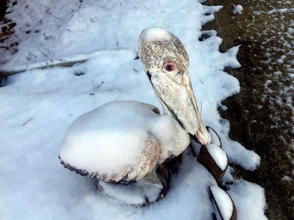 snow covered pelican